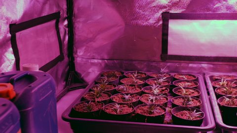 Marijuana plants growing under a lamp in a hydroponic grow tent