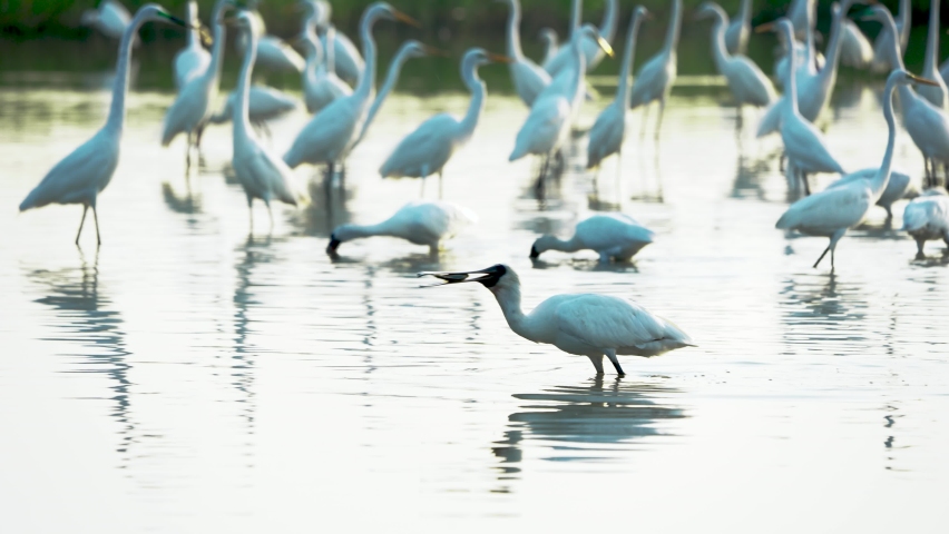 The black-faced spoonbills are searching for food with their beaks. (Platalea minor) Some Chinese egrets, Jiading Wetland, Kaohsiung City, Taiwan.