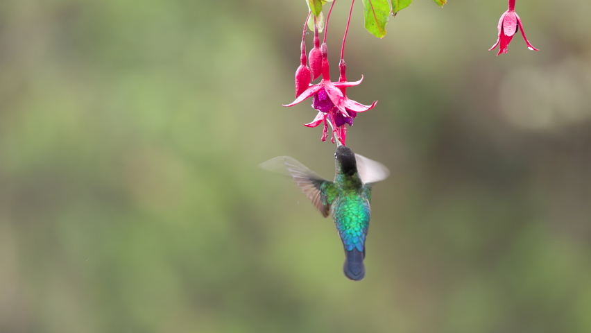 slow motion clip as a fiery-throated hummingbird hovers and feeds on a fuchsia flower at a garden in the cloud forest of costa rica Royalty-Free Stock Footage #1088769241