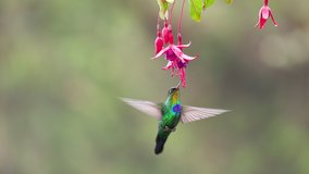 slow motion clip as a fiery-throated hummingbird hovers and feeds on a fuchsia flower at a garden in the cloud forest of costa rica - Powered by Shutterstock - Get 15% off with code: PIKWIZARD15