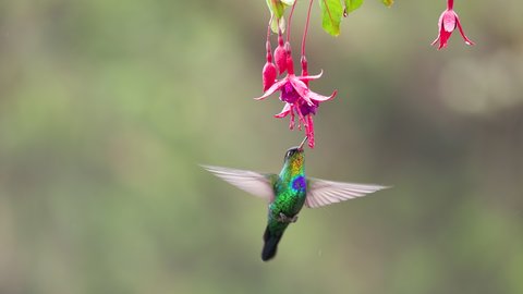 slow motion clip as a fiery-throated hummingbird hovers and feeds on a fuchsia flower at a garden in the cloud forest of costa rica