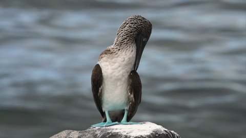 The popular and rare Blue Footed Boobie preens feathers in slow motion while perched upon a rock in the Galapagos Islands. 