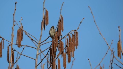 Sparrow eating seeds in an Alder tree with blue sky in background during winter on the west coast of Canada.