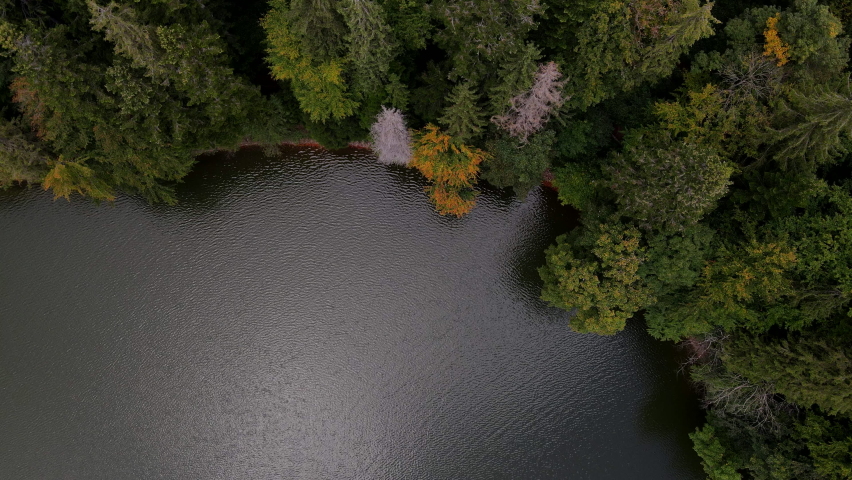 autumn view of lake shore pine tree forest copy space