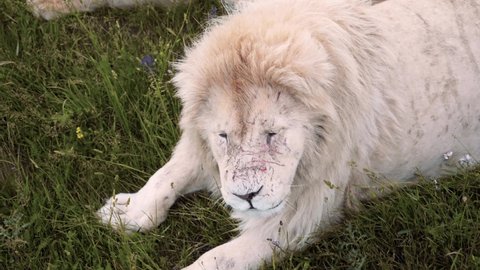 The young white lion comes up and lies down next to the lioness. The lion shakes his mane. 