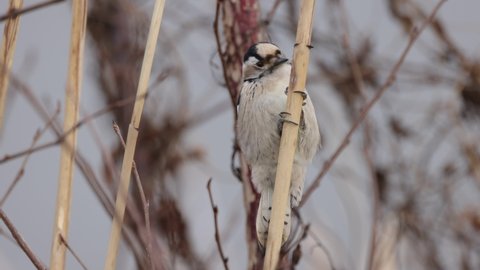 Lesser Woodpecker hits a reed, close-up, 4K slomo