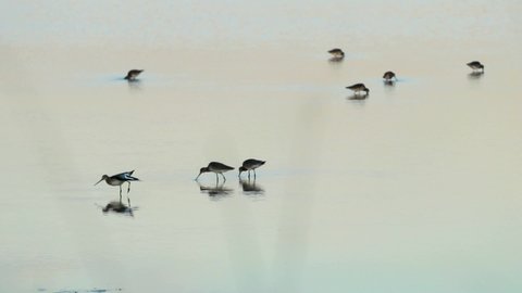A group of tringa birds feeding at sunset in the shallow water of a pond in Ria Formosa, Portugal