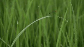 The needle dragonfly or Zygoptera is also called damselfly on the leaves of rice. Drops of dew on the top of the rice plant in the morning.