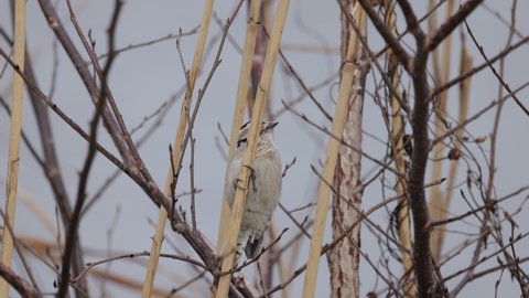 Female Woodpecker in action, 4K slomo