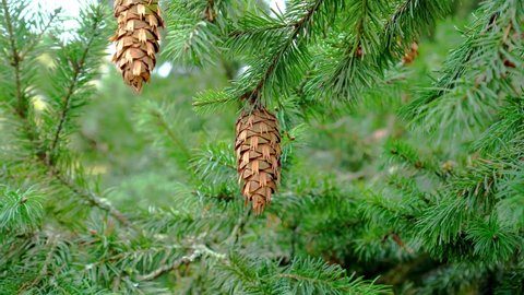 Douglas fir cone on green branch of evergreen tree. Oregon Pine