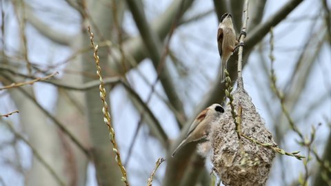 Eurasian penduline tit or European penduline tit (Remiz pendulinus) birds, perching on their newly built nest.