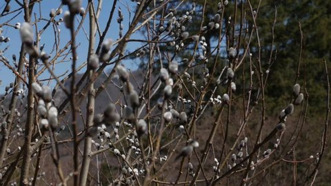 "Pussy Willow" Fur Tree Sway wind branches 4k Footage