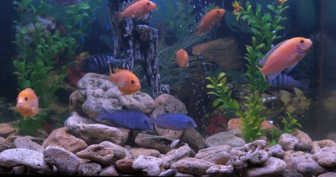 Aquarium with fish and plants at home. A view of aquarium cichlids swimming between green plants.