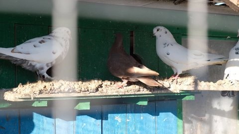 Pedigreed pigeons in a cage in a dovecote. Concept of pigeon breeding, hobby, pedigreed birds, agriculture