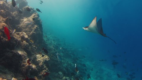 Eagle ray glides underwater in Maldives