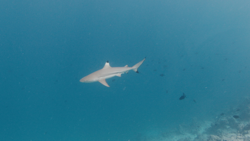 Blacktip reef shark , Carcharhinus melanopterus, swims underwater in Maldives