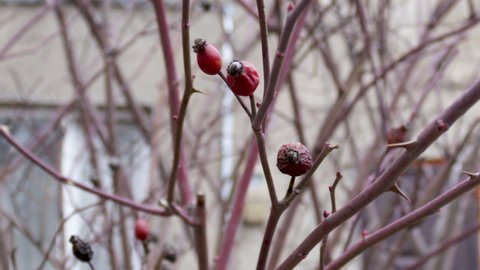 dry maces fruit on empty, no leaves, branches. close up video. Briar Rose Rosehip. rosa canina. red dried berries.