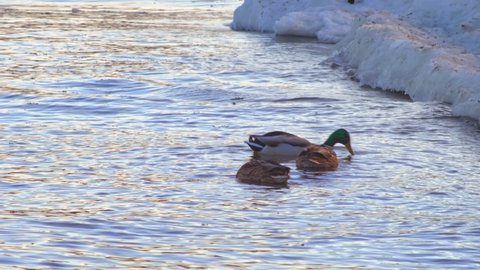 A flock of ducks are floating on the waves of the Gulf of Riga, ducks are swimming, they in the sea in a row. The concept of birds in the sea, lake or river