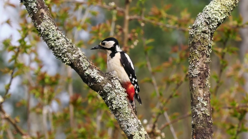Great Spotted Woodpecker on a Branch