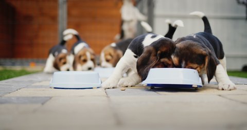 Six little beagle puppies eating food from bowls, in the background in the aviary their mother dog