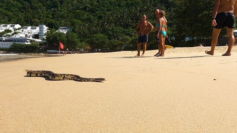 Phuket, Thailand, 10, March, 2022:
A tamed little python on the beach in Thailand, a tame python crawls on the sand of the beach