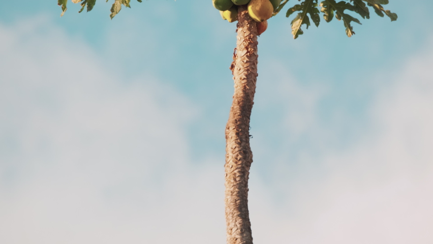 Exotic Papaya Fruits Tree with juicy fruits Royalty-Free Stock Footage #1088785471