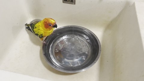 Sun conure play in the water.