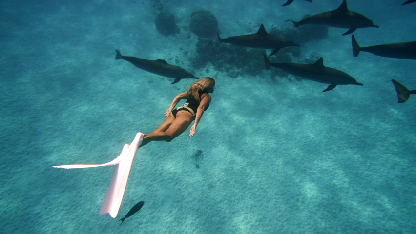 Beautiful young woman swimming underwater with dolphins in pristine blue ocean water, amazing snorkeling adventure. Armature freediver girl diving in red sea with bottlenose dolphins. Travel concept Royalty-Free Stock Footage #1088786197
