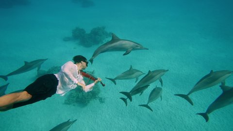 young man figure in underwater sunrays playing violin, boy relaxing and swimming bow along strings. Dolphins playing in the blue water of Red sea. Underwater shot of wild dolphin taking breath