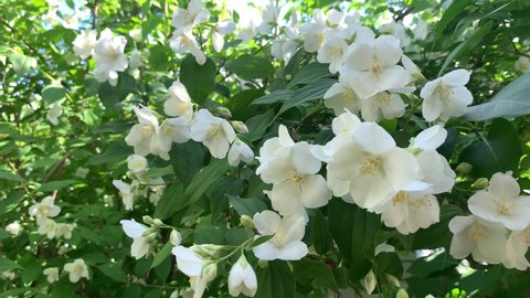 Jasmine. Jasmine flowers in sunlight, delicate white flowers. Spring Flower