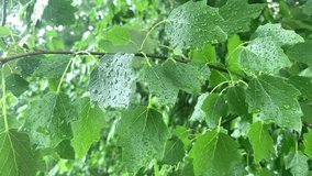 Raindrops on green leaves, young poplar leaves in raindrops. Rain dripping on green leaves close-up