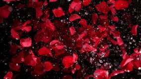 Super slow motion shot of explosion red rose petals and water drops isolated on black at 1000 fps. - Powered by Shutterstock - Get 15% off with code: PIKWIZARD15