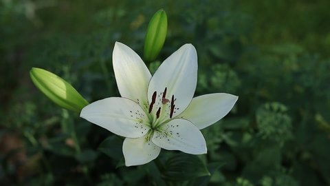 White Easter Lily flowers in garden. Lilies blooming .Lilium white flowers. Blossom white Lily in a summer. Garden Lillies with white petals .Large flowers in sunny evening light floral background