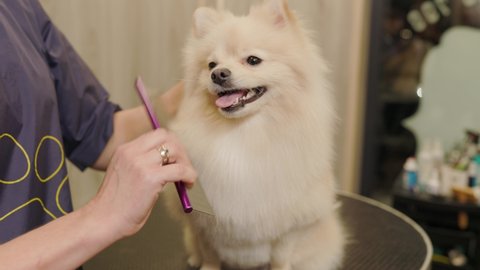 Pomeranian Dog getting groomed at salon. Professional cares for a dog in a specialized grooming salon.The groomer dries the dog with a combs.