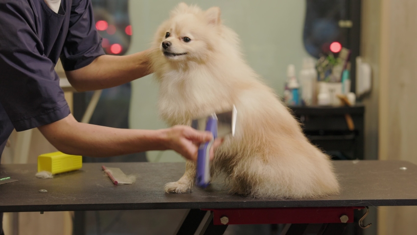 Pomeranian Dog getting groomed at salon. Professional cares for a dog in a specialized grooming salon.The groomer dries the dog with a combs. | Shutterstock HD Video #1088787795