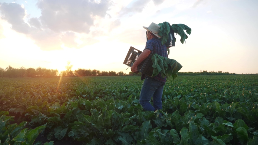 man farmer with a box of fresh green vegetables walk through his field. sunlight agriculture farm organic business concept. a farmer with boxes harvests in his field business in agribusiness