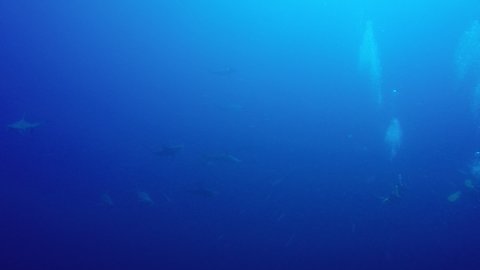  Hammerhead sharks red sea Egypt