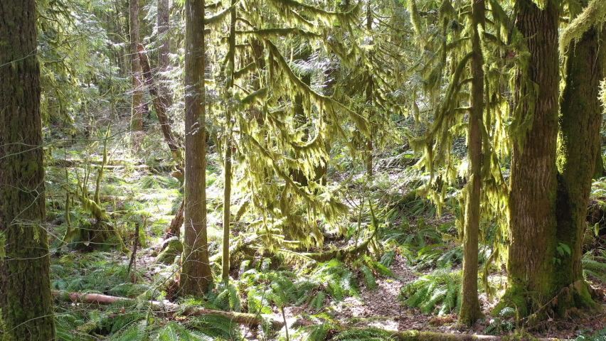 Moss and other epiphytic growth cover the beautiful old growth rainforest found near Mount Hood, Oregon. These beautiful temperate forests offer myriad habitats for both flora and fauna to thrive.