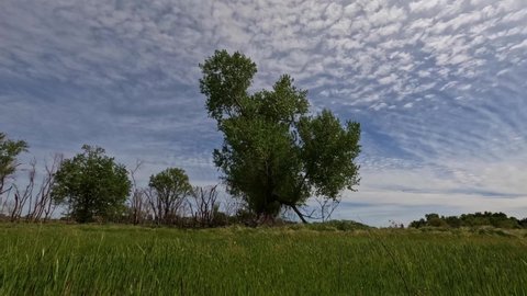 Time lapse of clouds behind a tall cottonwood tree in meadow