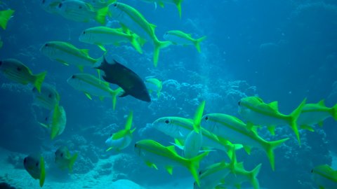 Yellowfin goatfish (Mulloides vanicolensis), flock of fish feeding near coral reef, Red Sea