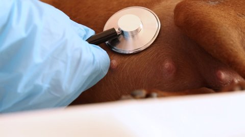 Examination by a veterinarian of a pet. The doctor uses a stethoscope to listen to the heartbeat of puppies in the stomach of a pregnant dog. The dog is at the reception at the vet clinic. 