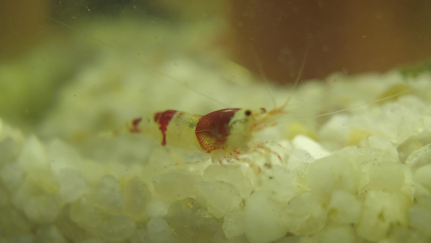 160 Shrimp white antennas Stock Video Footage - 4K and HD Video Clips