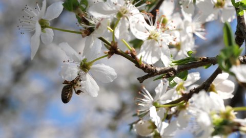 Bee pollinates a plum flower blossom, plum tree in spring video