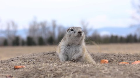 the gopher got out of the hole and ran up to the camera