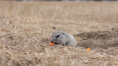the gopher takes a carrot in his paws and eats animal nature forest 