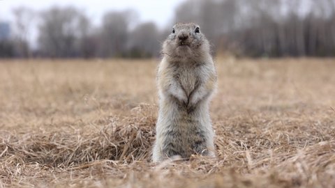 the gopher stands in nature in spring