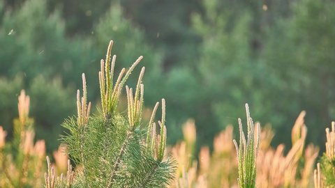 Pinus mugo, known as bog pine, creeping , dwarf mountain pine, mugo , mountain , scrub mountain pine, or Swiss mountain pine, is conifer, native to high elevation habitats