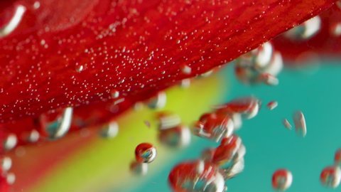 Close-up of beautiful bubbles on flower petals. Stock footage. Beautiful bubbles on flower petals under water. Petals under water with bubbles