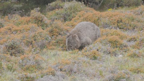 high frame rate clip of a wombat feeding on grass at ronny creek on a rainy day at cradle mountain national park in australia