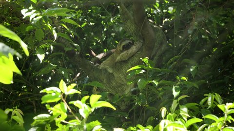 a baby three toed sloth, while resting with its mother in a tree, looks at the camera at manuel antonio national park in costa rica